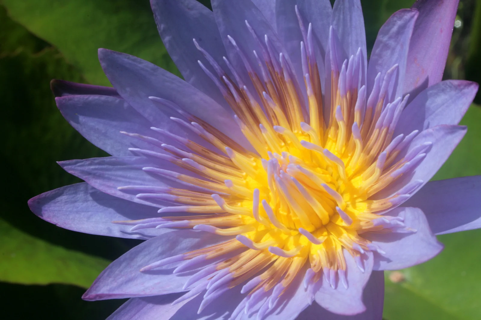 blue-lotus-flower-what-are-its-uses-and-benefits-health-guide-insider